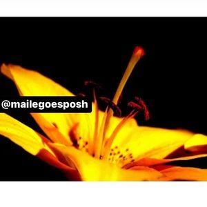 Art Photograph Print bright yellow lily flower bloom Alaska 8x10” Summer Easter